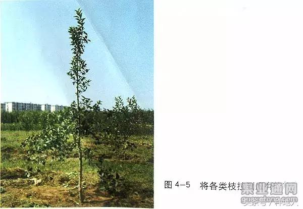 汪景彦苹果树傻瓜式修剪技术详解,傻瓜式苹果小树修剪技术
