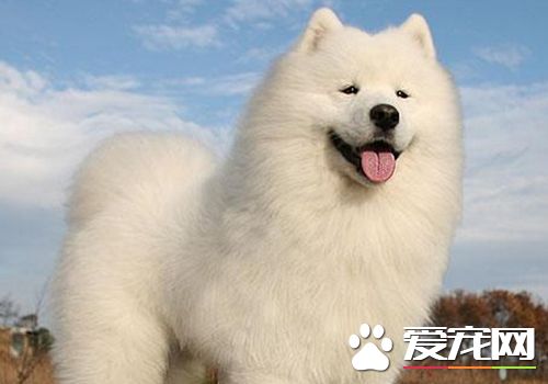 萨摩耶幼犬咳嗽正常吗,萨摩耶狗狗咳嗽咔咔声但精神很好