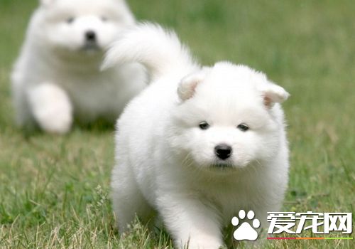 萨摩耶幼犬咳嗽正常吗,萨摩耶狗狗咳嗽咔咔声但精神很好
