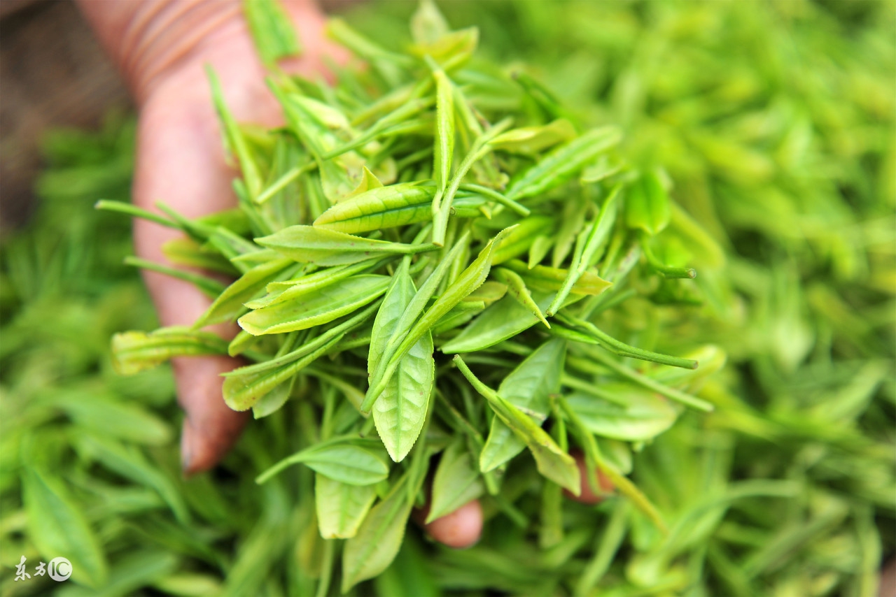 绿茶伤胃的成分是什么,绿茶伤胃的原因
