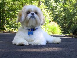 萌萌犬系列,像雪纳瑞的小型犬还有哪些