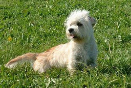 萌萌犬系列,像雪纳瑞的小型犬还有哪些