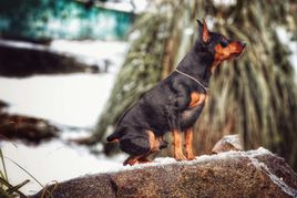 萌萌犬系列,像雪纳瑞的小型犬还有哪些