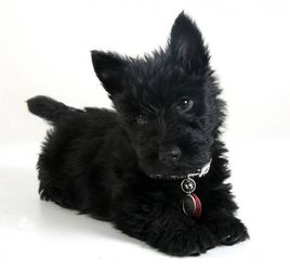 萌萌犬系列,像雪纳瑞的小型犬还有哪些
