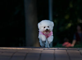 萌萌犬系列,像雪纳瑞的小型犬还有哪些