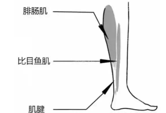 吴昕如何消除肌肉腿,吴昕的腿怎么变直的