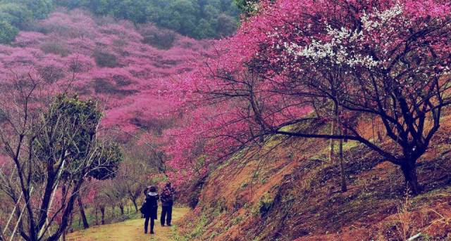 2018年浙江地方景点旅游日历大合集！含杭州，建德，温州，金华！
