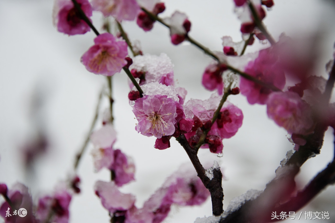 古诗人面桃花诗句,古诗人面桃花的诗句