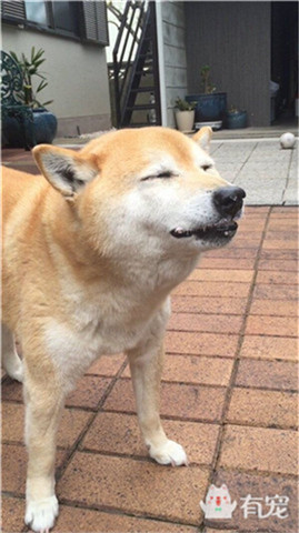 狗狗吃冰淇淋和蛋糕,狗狗在吃蛋糕