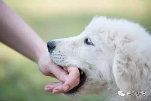 教狗狗这几招不被其他狗子欺负,怎样教狗狗不咬鸡鸭