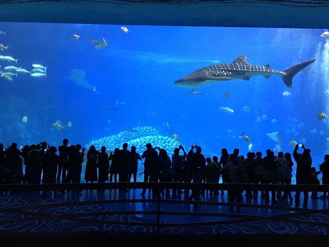 两天一晚珠海长隆旅游攻略,珠海长隆旅行一日游需求准备什么