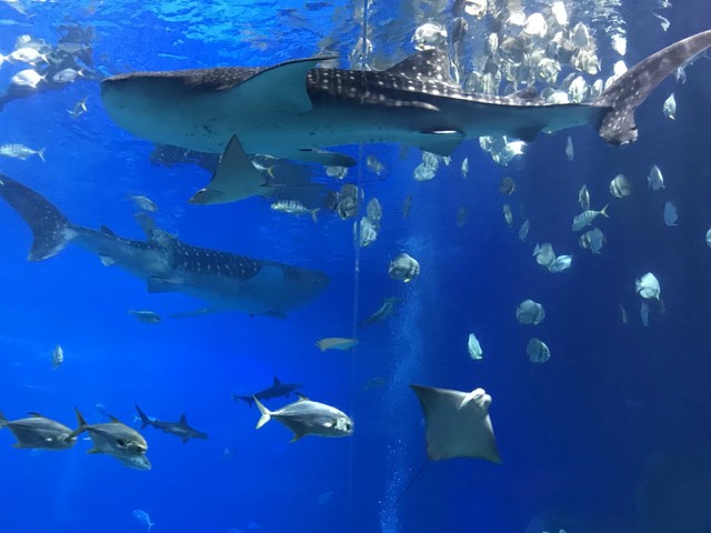 两天一晚珠海长隆旅游攻略,珠海长隆旅行一日游需求准备什么
