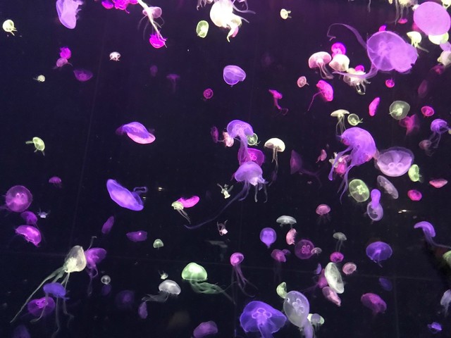两天一晚珠海长隆旅游攻略,珠海长隆旅行一日游需求准备什么