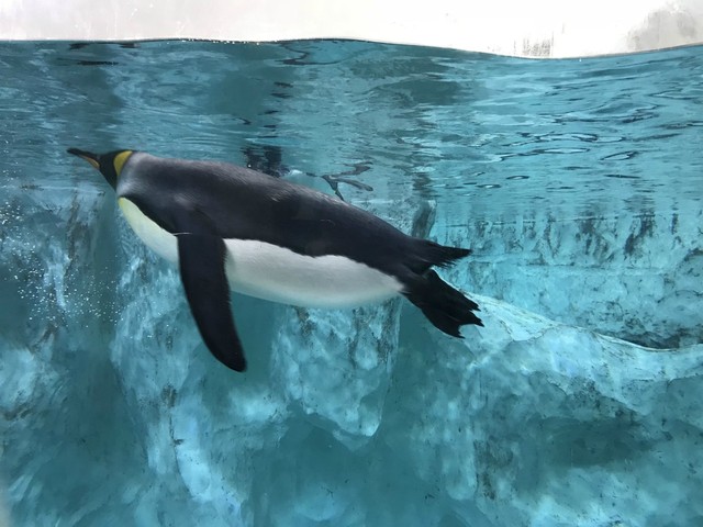 两天一晚珠海长隆旅游攻略,珠海长隆旅行一日游需求准备什么