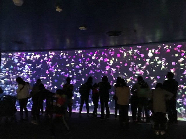 两天一晚珠海长隆旅游攻略,珠海长隆旅行一日游需求准备什么