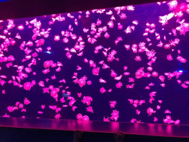 两天一晚珠海长隆旅游攻略,珠海长隆旅行一日游需求准备什么