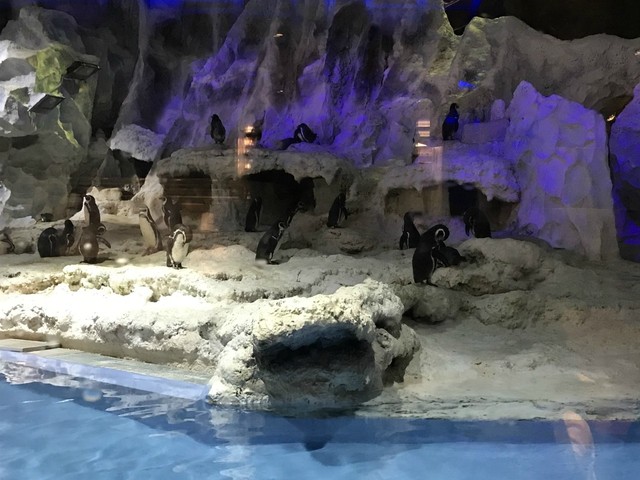 两天一晚珠海长隆旅游攻略,珠海长隆旅行一日游需求准备什么