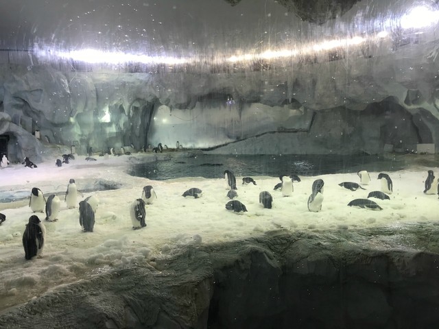 两天一晚珠海长隆旅游攻略,珠海长隆旅行一日游需求准备什么