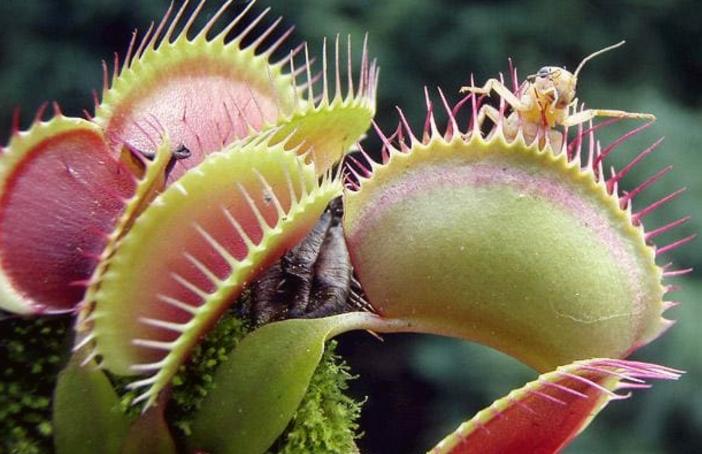 食虫植物系列（物理式）：捕蝇草的“血盆大口”