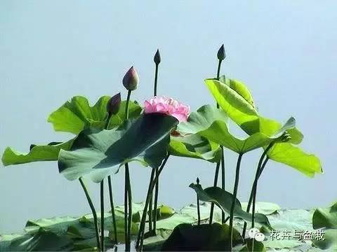 买回的荷花怎样栽培,荷花种子怎么养全过程