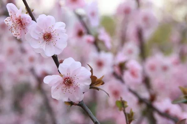 请到广东过大年2017,请到广东过大年采访