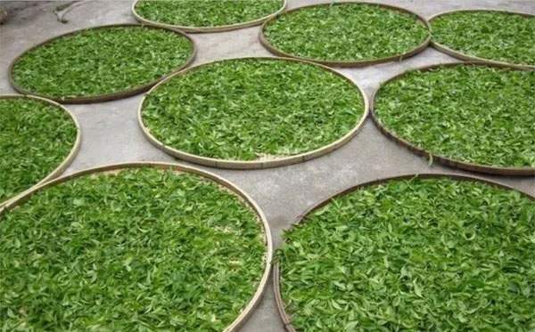 茶之路书籍,茶之路全文免费浏览