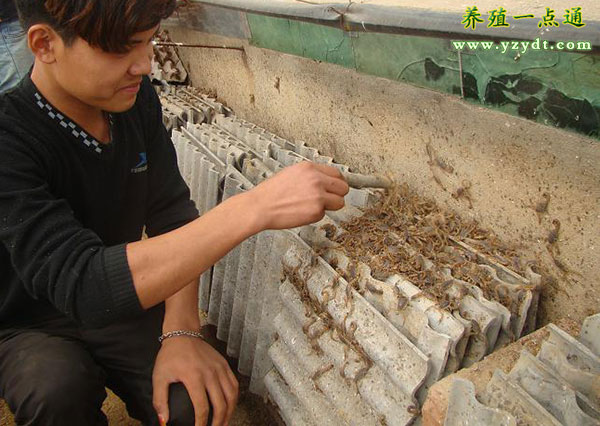 孕蝎的饲养管理重点有哪些,种蝎怎样养殖最好视频