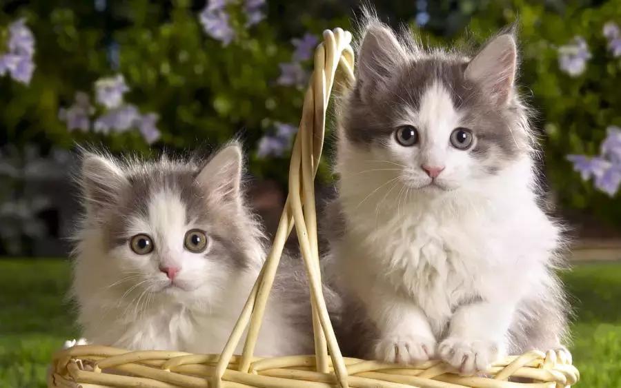 猫咪中暑会尿黄吗,猫咪中暑的症状及治疗方法图片