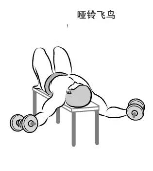在家用哑铃锻炼背详细教学,瘦子在家哑铃锻炼全身肌肉