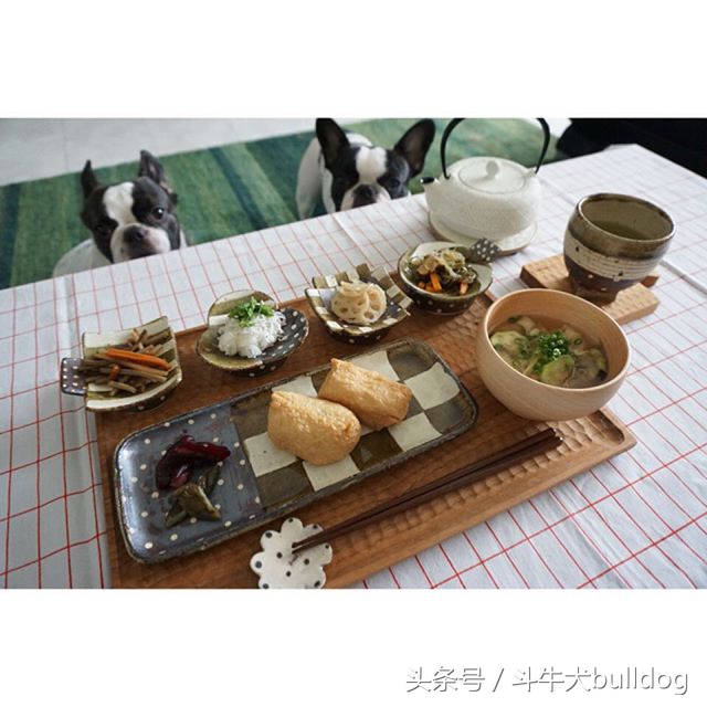 法国斗牛犬它的最大特点,法国斗牛犬性格特点