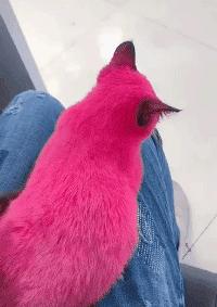 网红绑猫*藏西**骑行求关注，遭网友质疑回怼：比在家里刺激多了