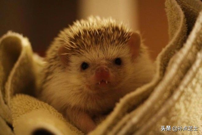 你还了解哪些关于刺猬的知识,查阅关于刺猬的资料了解他的习性