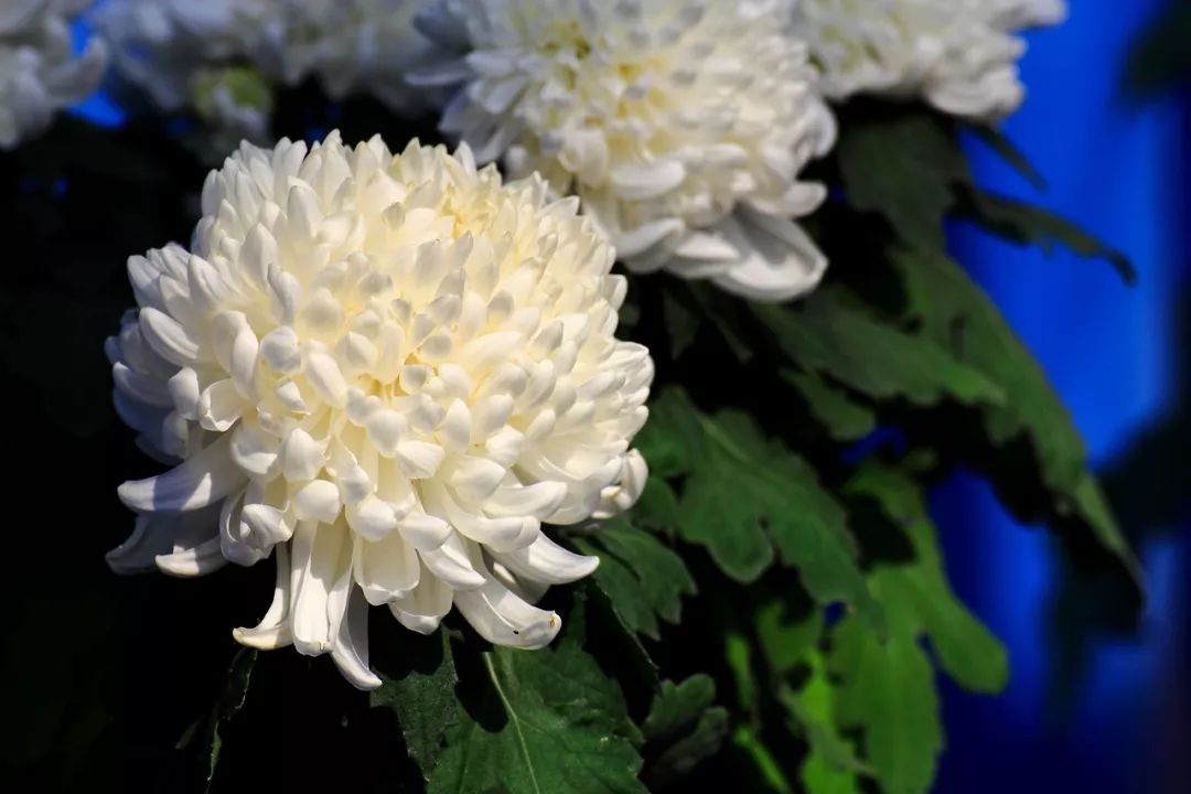 深秋时节的菊花展诗情画意,秋日赏菊30幅菊花图