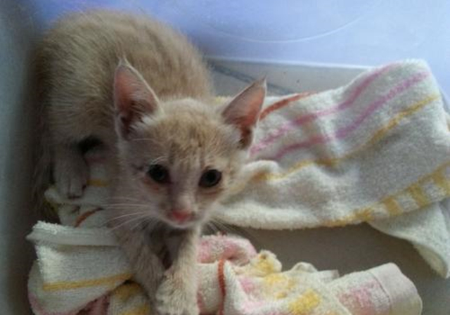 新生乳猫喂养,小奶猫该怎么养需求注意哪些事项