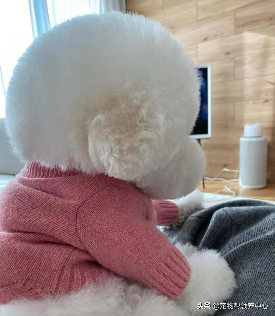 如何教比熊安静等待,比熊活蹦乱跳该怎么训练