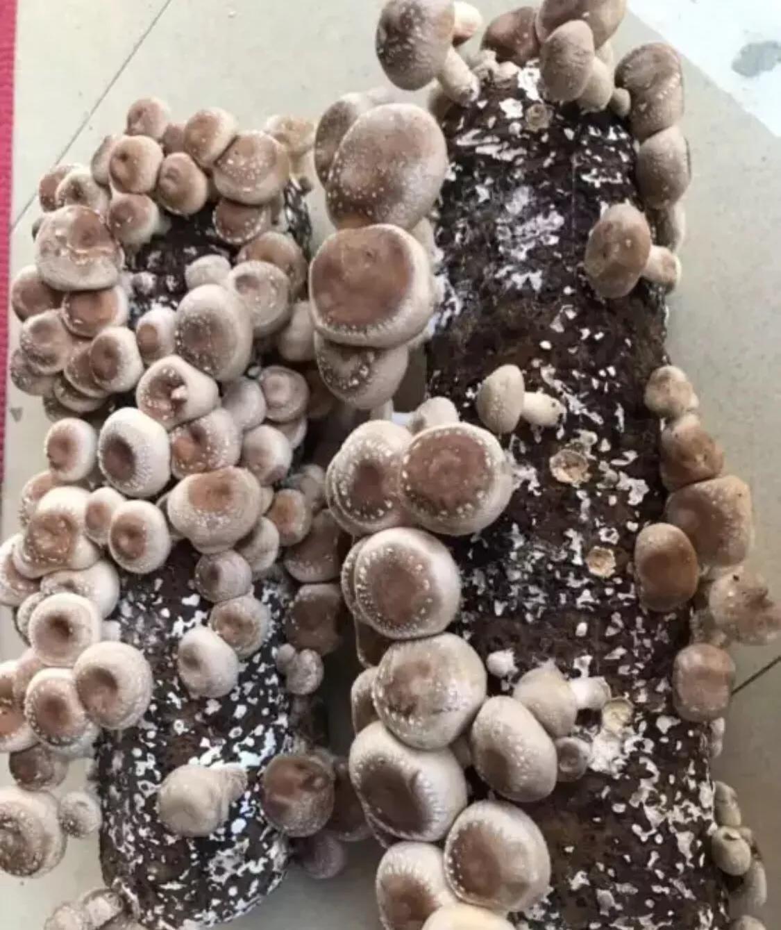 香菇生料栽培与熟料栽培的区分,食用菌栽培技术香菇