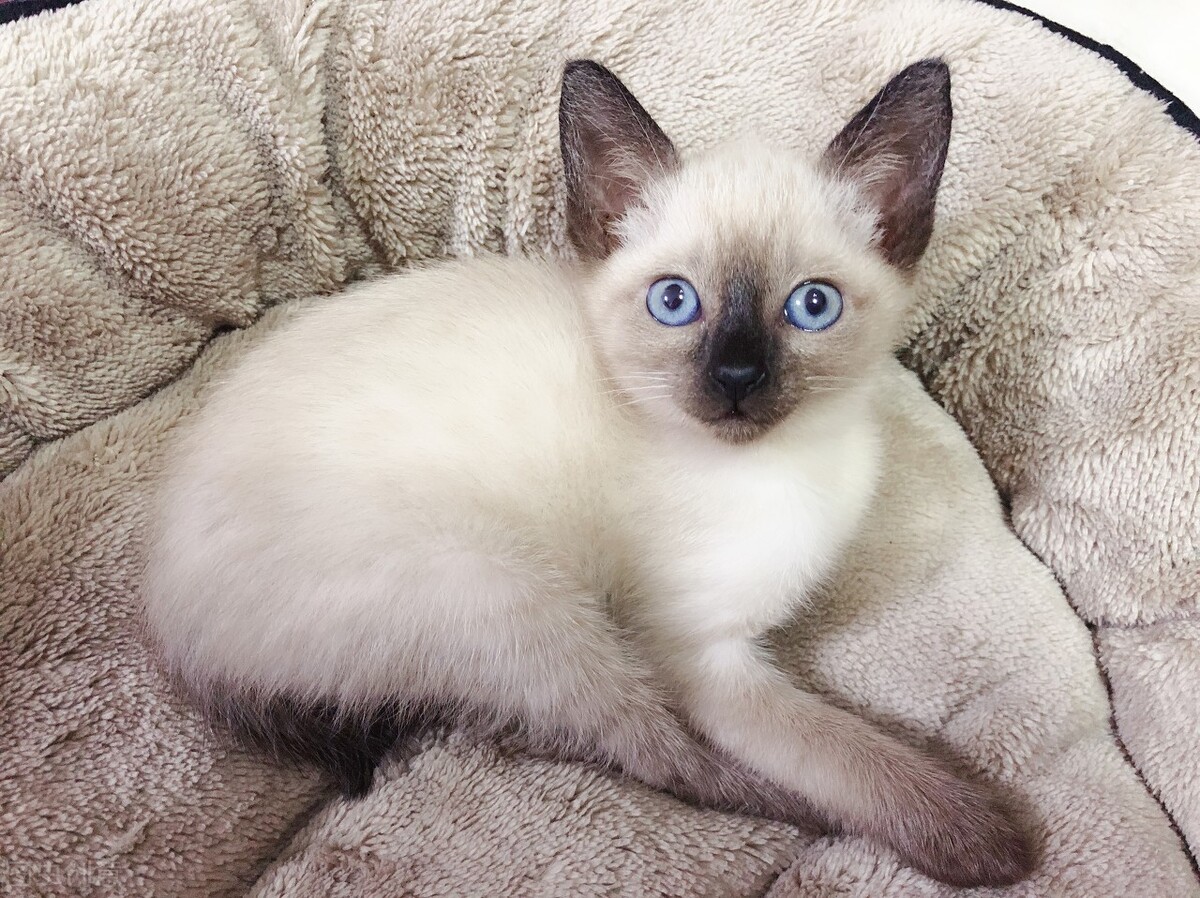 你不知道的猫咪小常识,你不知道的猫咪冷知识动漫