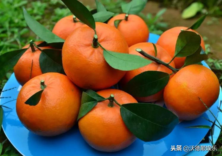 武鸣沃柑和皇帝柑哪个好吃,沃柑和皇帝柑有什么区分