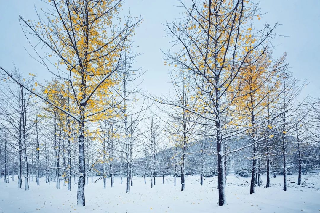 下雪了看看诗词中的雪之美,适合下雪的绝美诗句