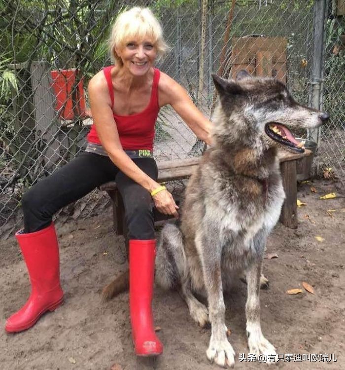 狼犬被嫌弃,被遗弃的大狼犬