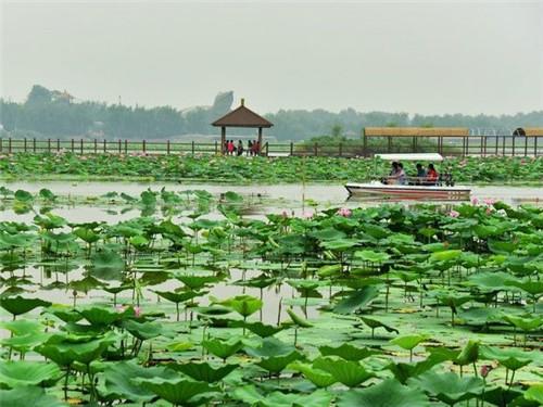 鱼缸里什么水生植物最好养,鱼缸水生植物作用