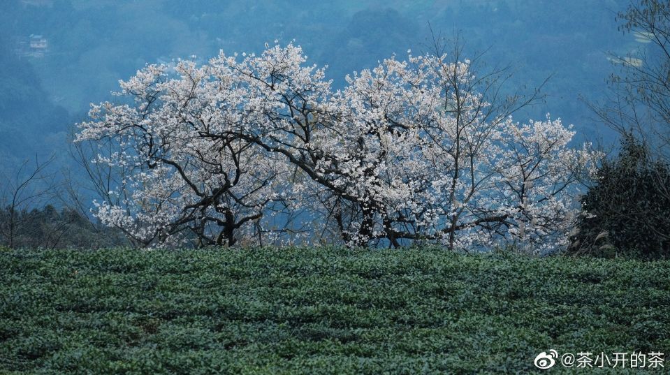 5月18日成都免费游博物馆怎么预约,成都周边游玩哪些地方需求预约的