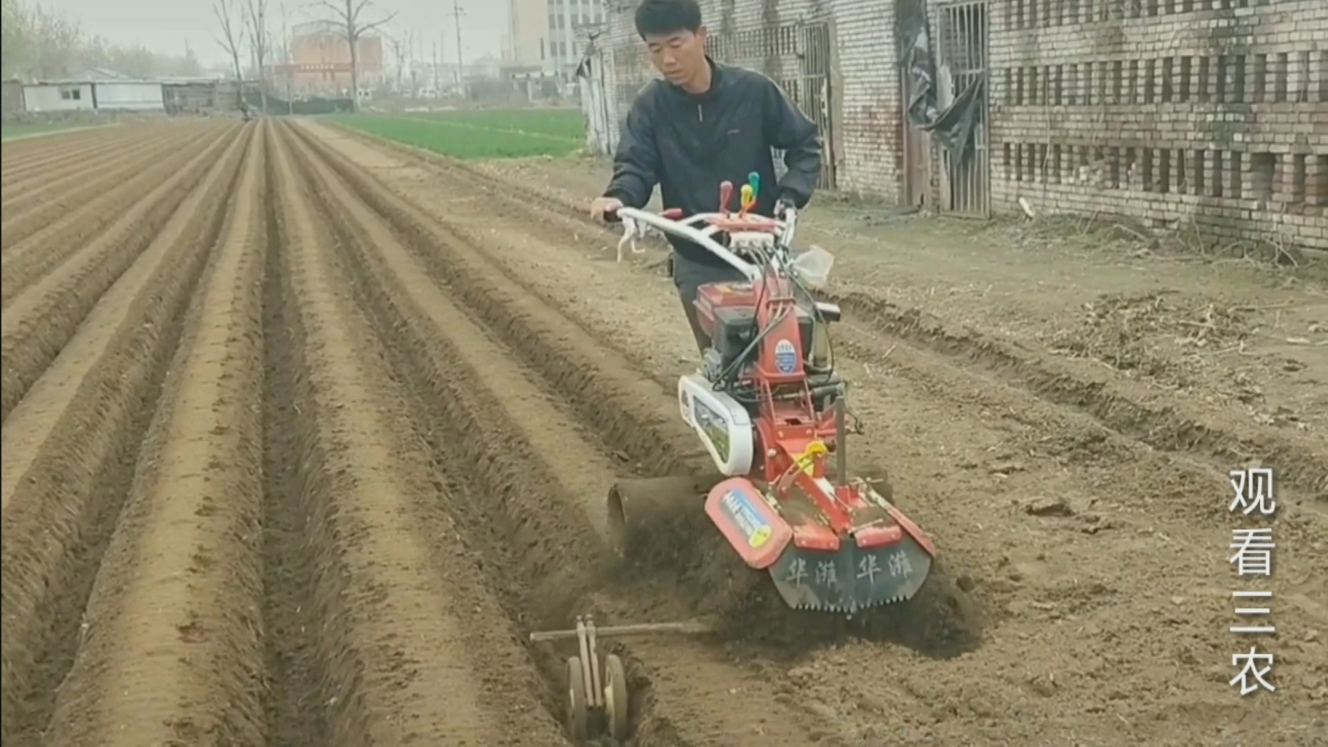 大姜下雨后怎么种植呢视频,种植大姜的正确方法和步骤