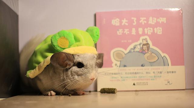 龙猫原创漫画全集 (龙猫漫画视频)