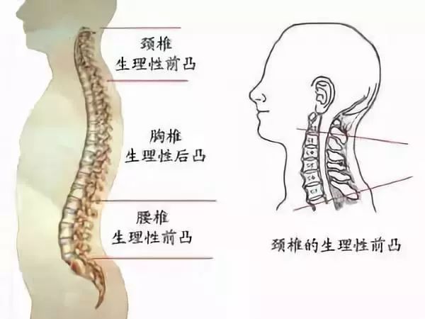 枕头选的好睡,枕头你选对了吗颈椎枕