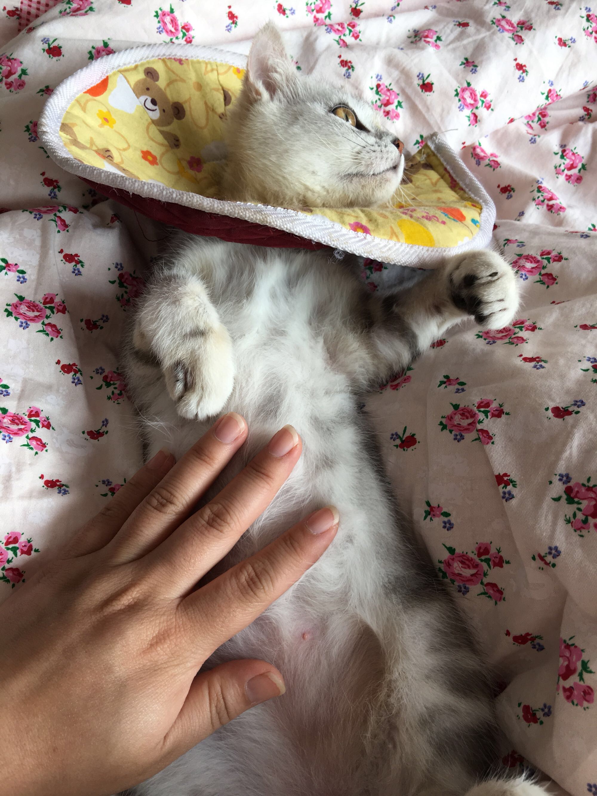 猫藓不可怕，对抗它需求的不仅仅是药物，更需求时间与耐心
