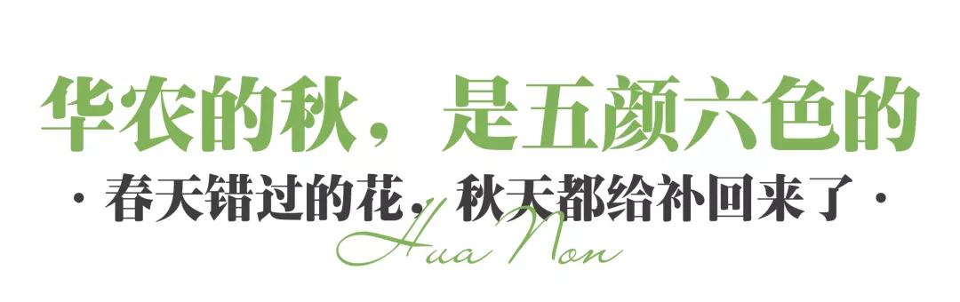 武汉农家乐一日游,武汉近郊农家乐一日游