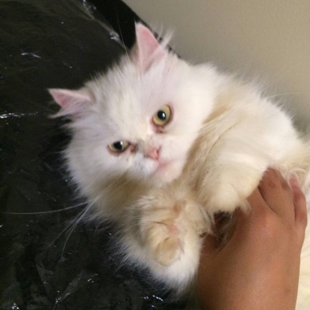 猫瘟热属于哪种病毒,猫瘟热什么症状