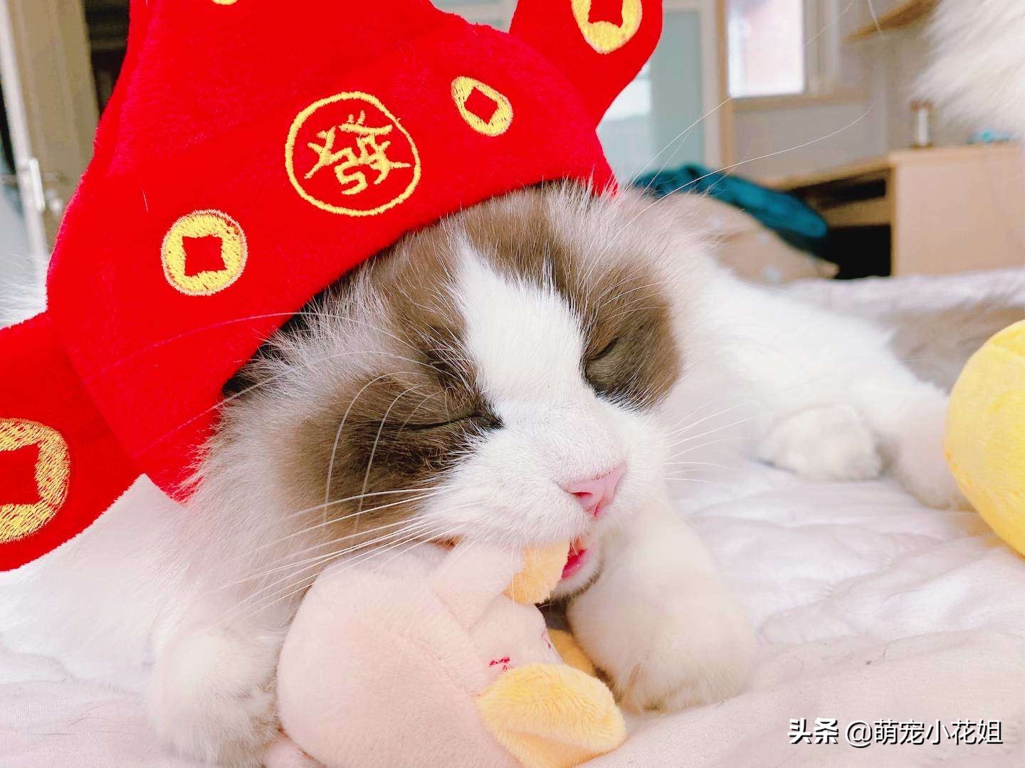 猫咪新年需求准备什么,猫咪的铲屎官注意什么