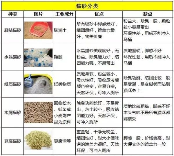 新到家猫咪需求做什么体检,猫咪到家第一夜铲屎官怎么做